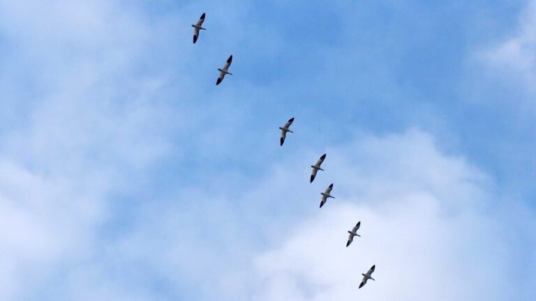 Snow geese overhead