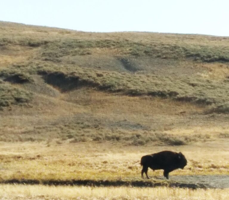 Lone Buffalo on the Yellowstone Plateau