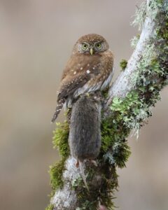 Pigmy-owl holding vole prey on lichen-covered tree branch