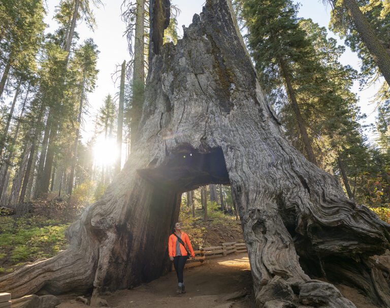 Tuolumne Grove awaits with wonderous stories for you to tell