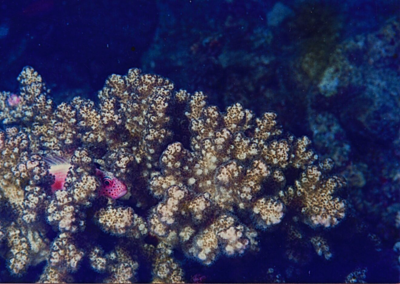 Peek-a-boo in the Red Sea