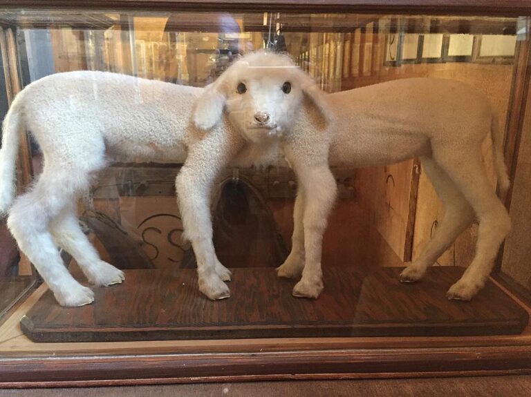 Siamese twin lambs born circa 1940 now on display at Laws Railroad Museum. Photo: @terdfergus0n
