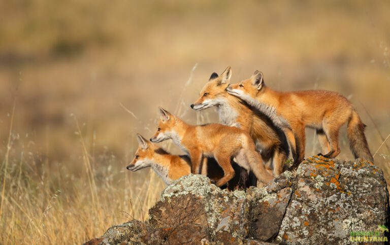 Red Fox Family exhibiting natural behavior because they are being photographed from a safe and unthreatening distance. ©Donald Quintana