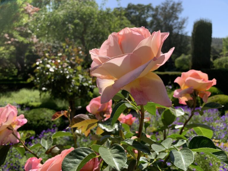 A Peach Rose Bathes in Afternoon Sun