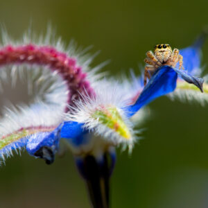 Wildlife Photography - Fierce Spider