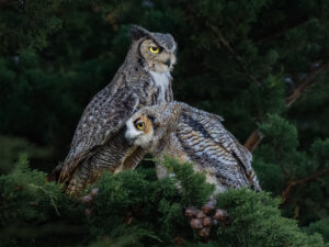 Alice_Cahill_San_Luis_Obispo_County_Great_Horned_Owls-1-300x225