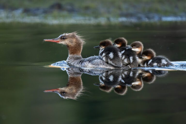 Hitchin' a ride.  On a sunrise hike at Lily Lake near South Lake Tahoe, I happened on this Common Merganser family unexpectedly.  The female called to her ducklings and they all hopped on as she moved away. I only had a few seconds to try to capture a photo, and then they were gone.