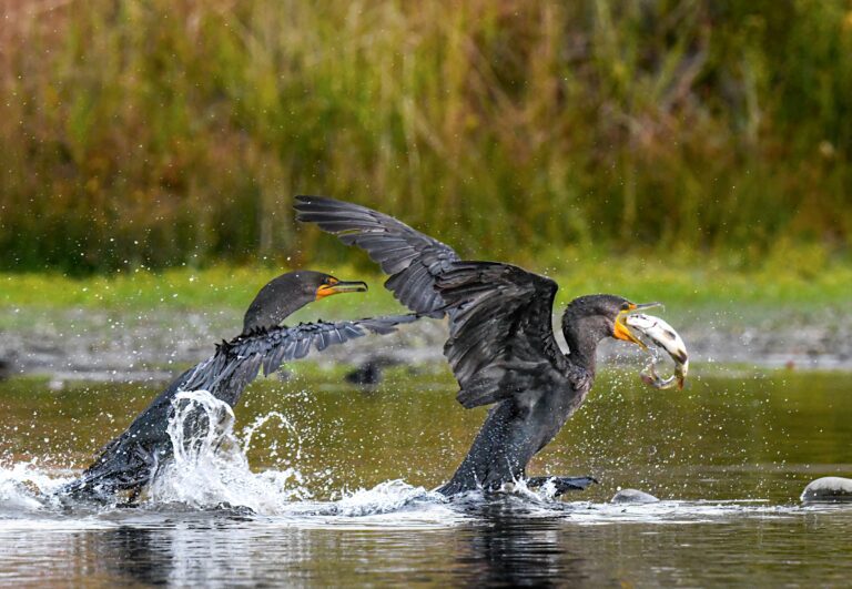 Double-crested cormorants fighting for breakfast on the Lower American River in Sacramento.