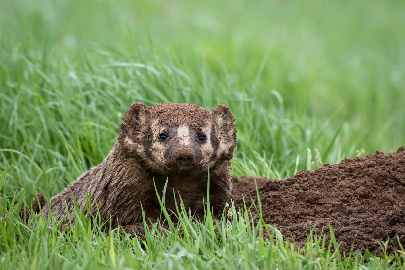 California Watchable Wildlife Photo Contest News!