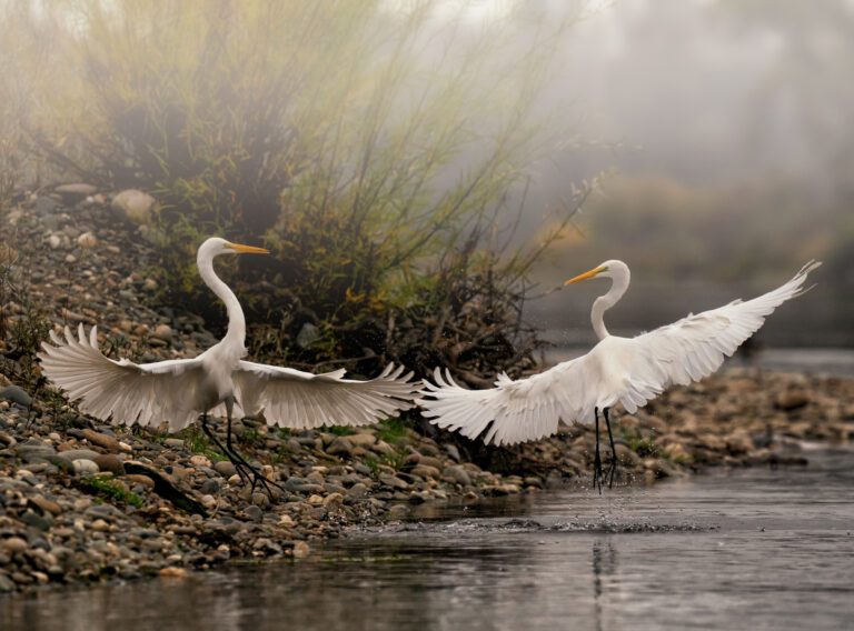 2022 California Watchable Wildlife Winner  Great Egrets battling it out Effie Yeaw Nature Center