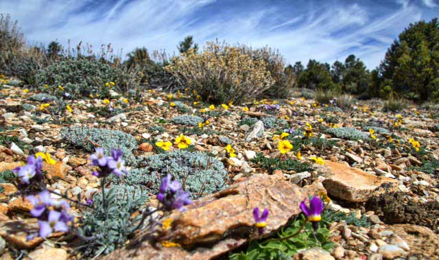 Baldwin Lake Ecological Reserve protects rare wildflowers