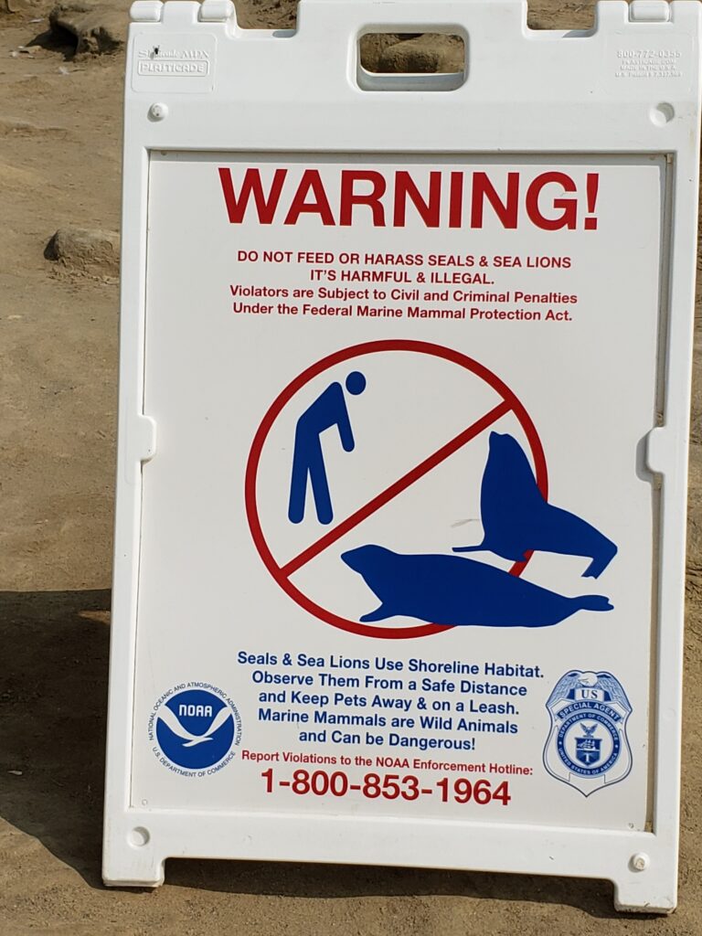 Do not harass or feed sealions or elephant seals.