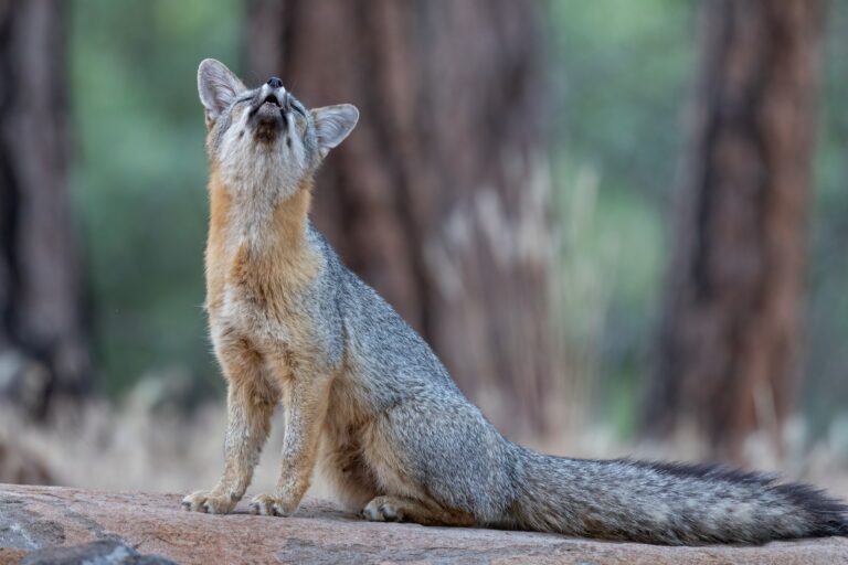 Photographer:  Randy Robbins - A barking gray fox appears to be singing or howling as it signals to its nearby kits.  Susanville, Lassen County Canon 7DMkII, Canon 100-400L lens