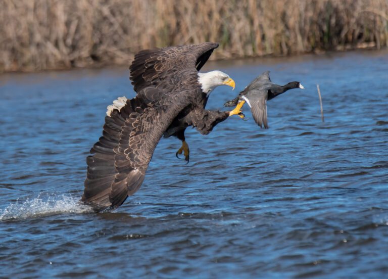 Photographer:  Larry Venus   The Chase Bald eagle and coot Sacramento National Wildlife Refuge Nikon D 500, 600mm, F7.1, 1/2500 sec