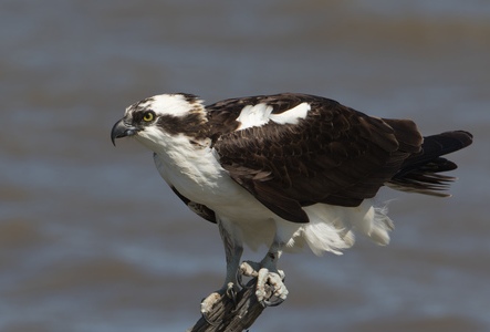 Also called a sea hawk or fish hawk. Many nests throughout the wildlife area. Courtesy of CDFW
