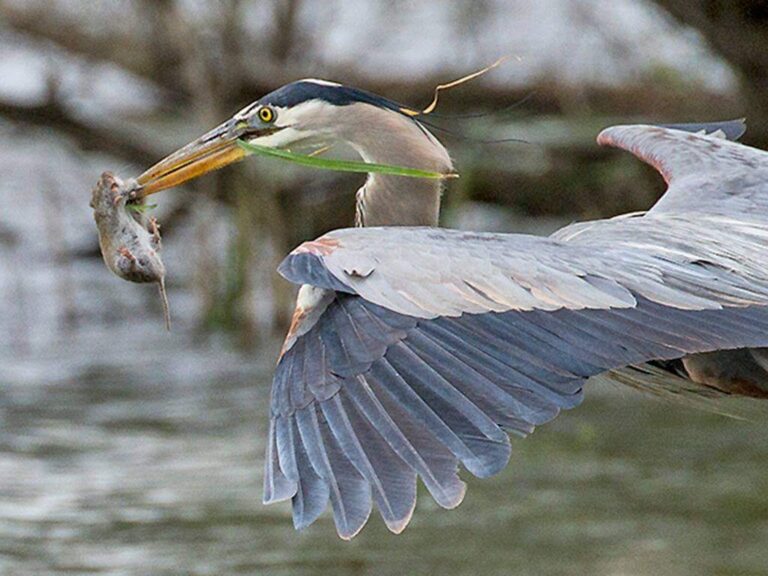 Great Blue Heron flying with its dinner. Credit Sue Graue