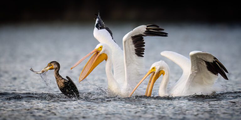 Photographer:  Kevin Lohman Photography Double-crested Cormorant was fishing in small lake when it caught this fish. Immediately, a couple of American White Pelicans swooped in to try to take the fish away.  Ed R. Levin County Park - www.instagram.com/kevinlohmanphotography/?img_index=1