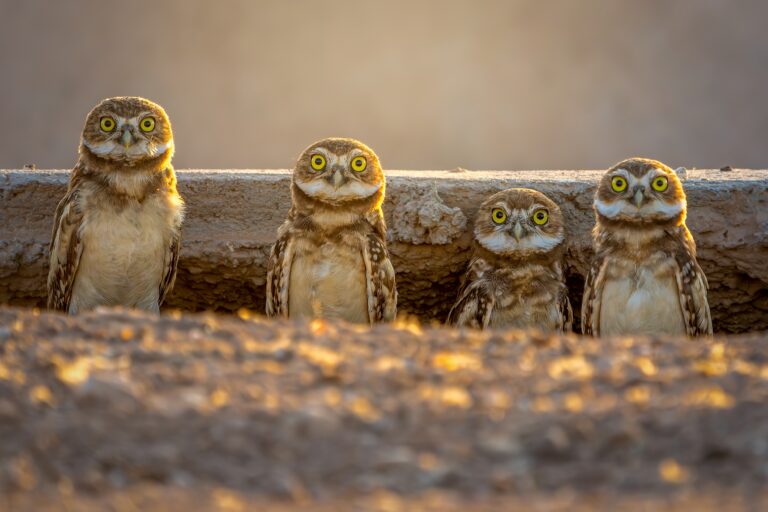 Juvenile Burrowing Owls at Sonny Bono Salton Sea NWR  Credit: Paulette Donnellon Burrowing Owl nests are not made public to protect this endangered species.