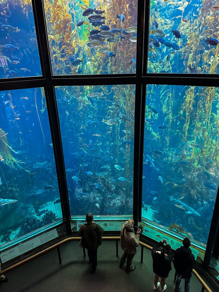 Kelp Forest at Monterey Bay Aquarium. Photo by John Poimiroo