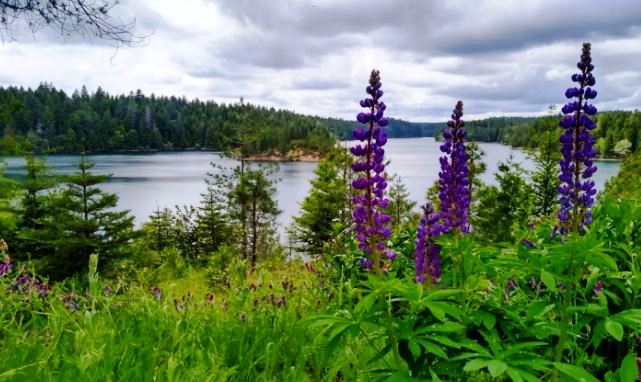 Flowers blooming at Paradise Lake in Butte County