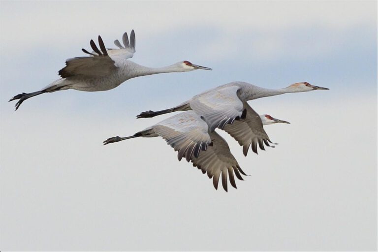 Sandhill Cranes migrating north through Siskiyou County