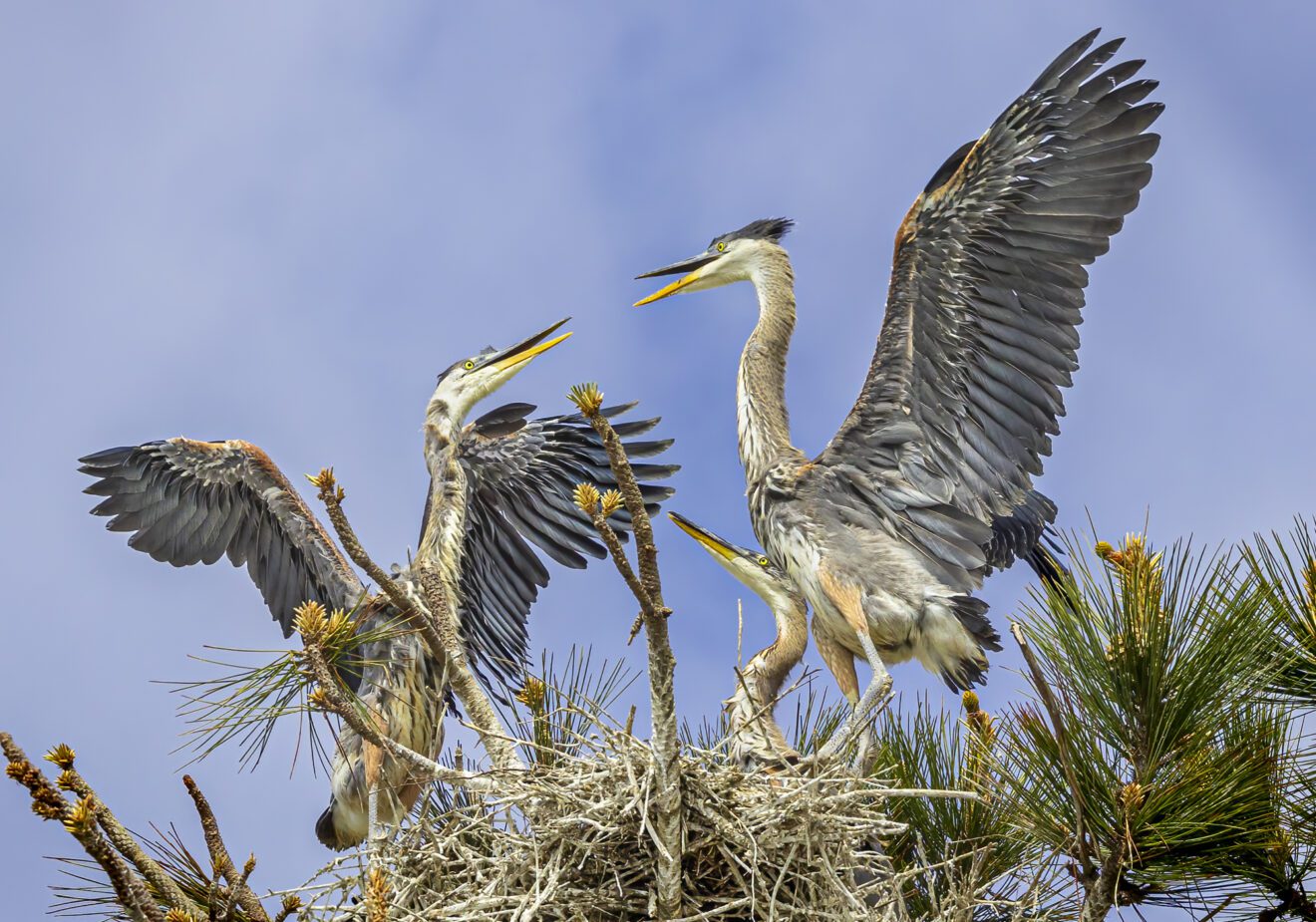 Best Wildlife Images for March-April 2024 Up-close &amp; Personal