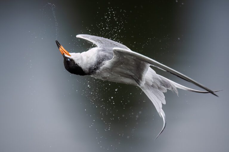 Forster's Tern takes a spin/Shoreline Lake Photographer: Kevin Lohman