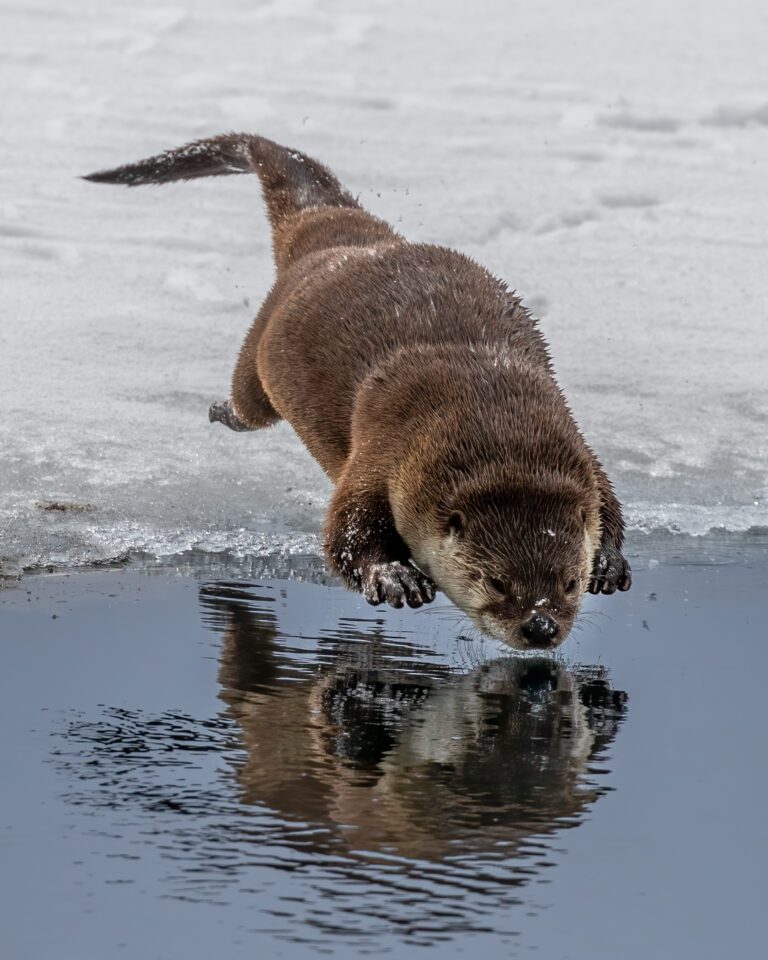 Northern River Otter/Lake Almanor Photographer: Randy Robbins