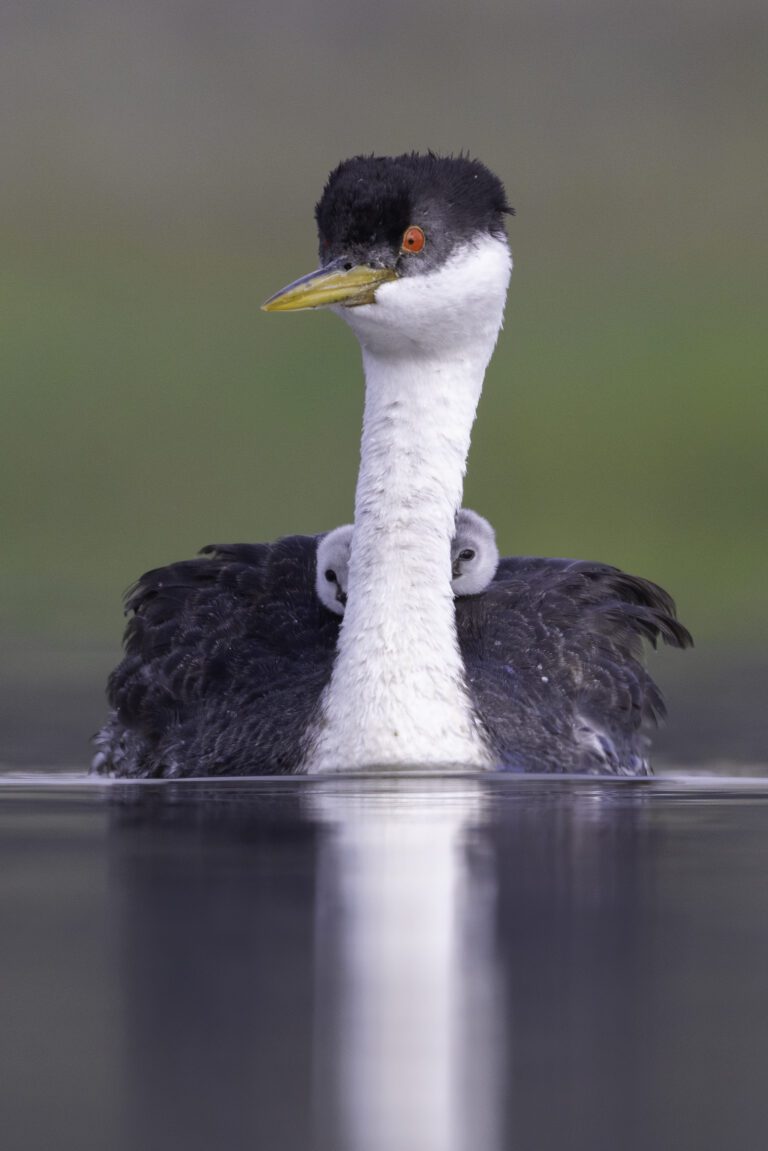 Photographer:  Brian Caldwell, Lake Hodges, San Diego County Western Grebe & Grebettes