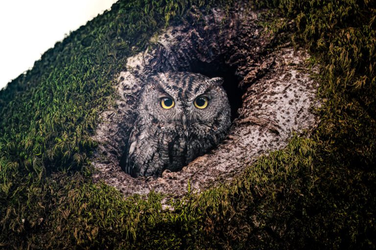 Photographer:  Kevin Lohman,  San Ramon, Contra Costa County, Western Screech Owl