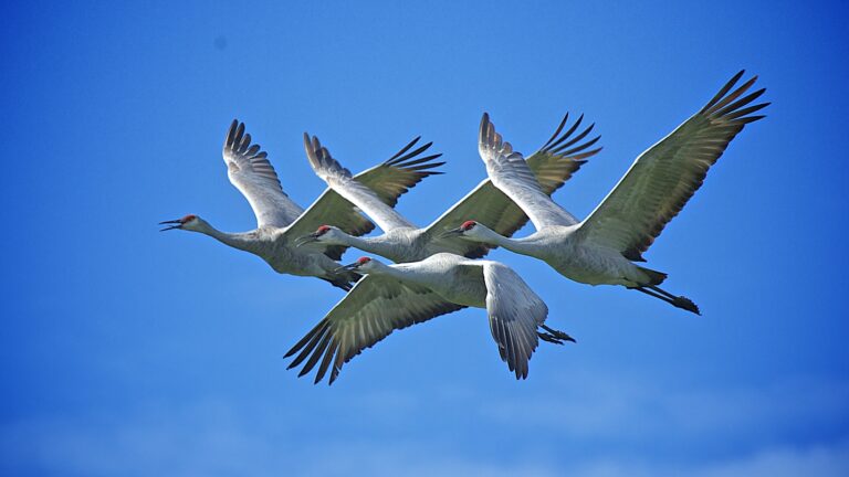 Sandhill Cranes Courtesy of Hank Miller