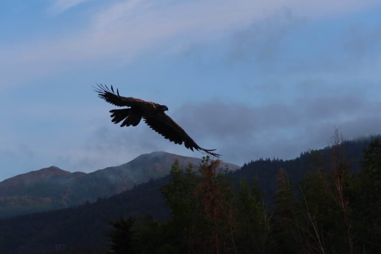 SOARING BALD EAGLES cruise the sky along rivers and lakes throughout Alaska ready to swoop in for carcasses along the shoreline.