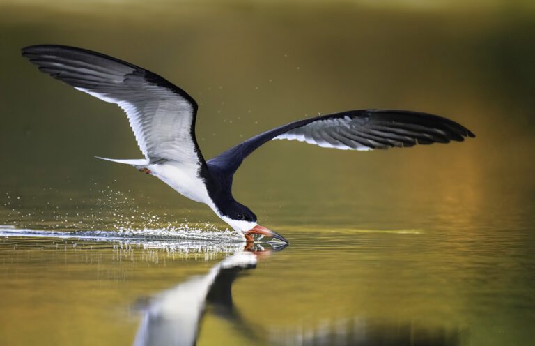 Black skimmer fishing in the golden light