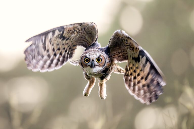 Flying at the edge of a field, coming right at me