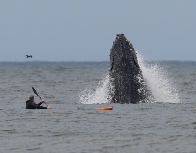 A sea kayaker gets a surprise as a massive humpback whale suddenly rockets out of the water