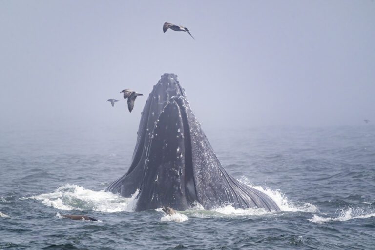 Humpbacks whales lunge-feeding at the surface of a fog shrouded Monterey Bay