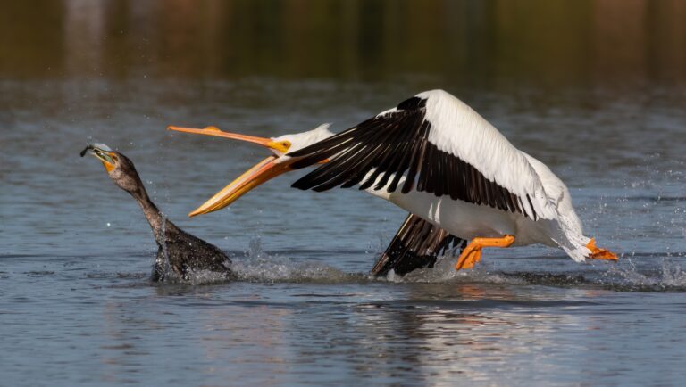 White pelican stealing from cormorant