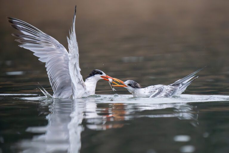 Elegant Tern feeding her young at Elkhorn Slough