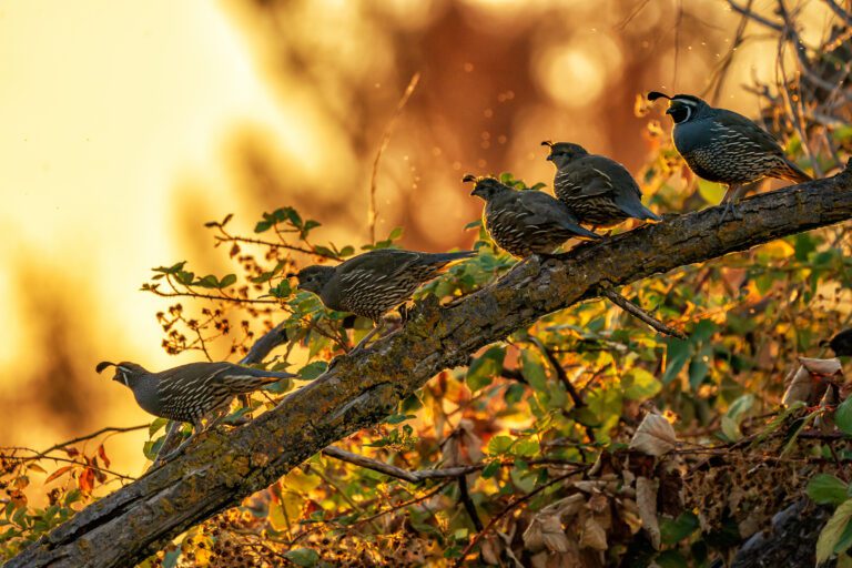 A family of California Quail at Folsom Lake State Recreation Area