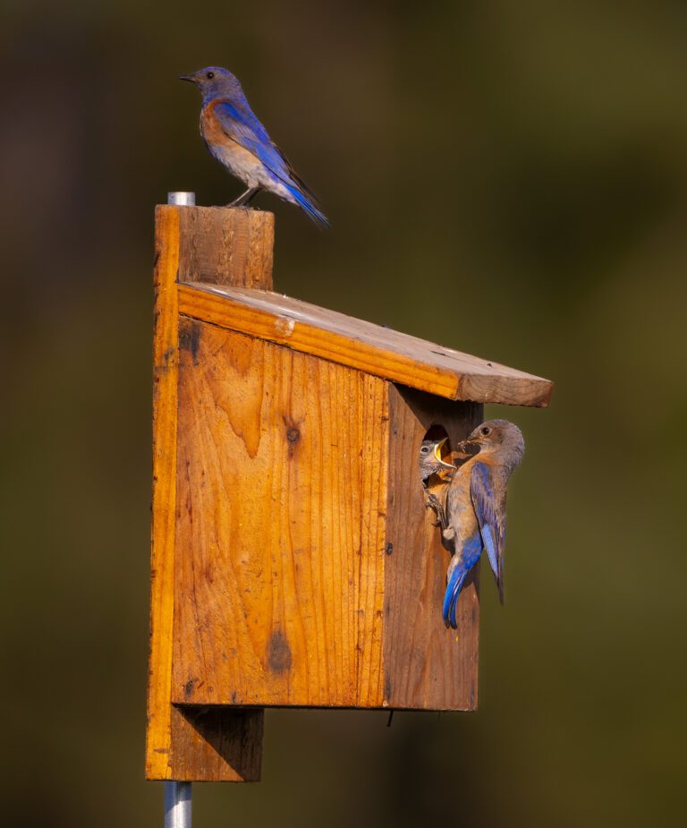 Western Bluebirds nesting Credit:  Andrew Lincoln