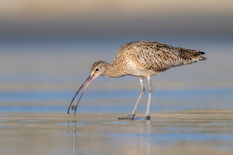 Long-billed curlew with sand crab Credit: Jacqueline Deely Photography