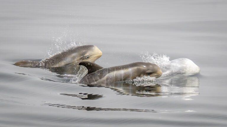 Family of Risso's Dolphins swimming in Monterey Bay National Marine Sanctuary