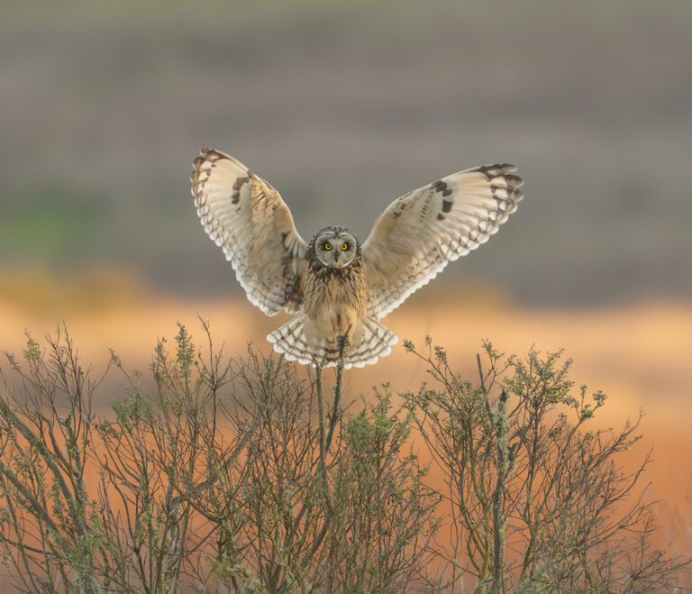 Perched on a branch, this Short-eared Owl in Tolay Lake Regional Park spreads its wings