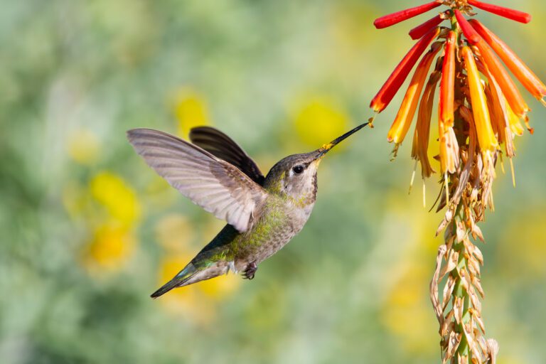 Anna's Hummingbird Dusted in Yellow Pollen at UC Davis Arboretum