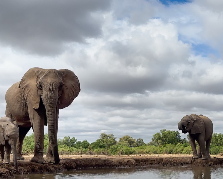 Matabole Hide in Mashatu, Botswana