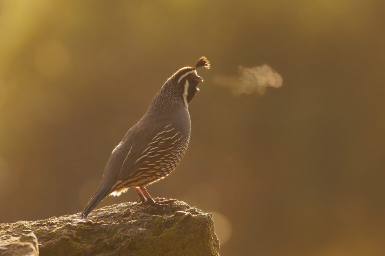 California Quail Breathes Out Credit: Brian Caldwell