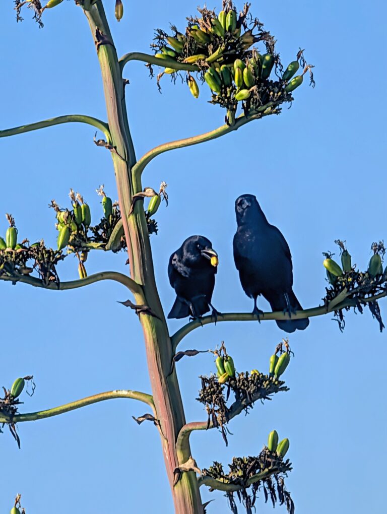 Common Ravens enjoying the view and fruit from the flowering yucca
