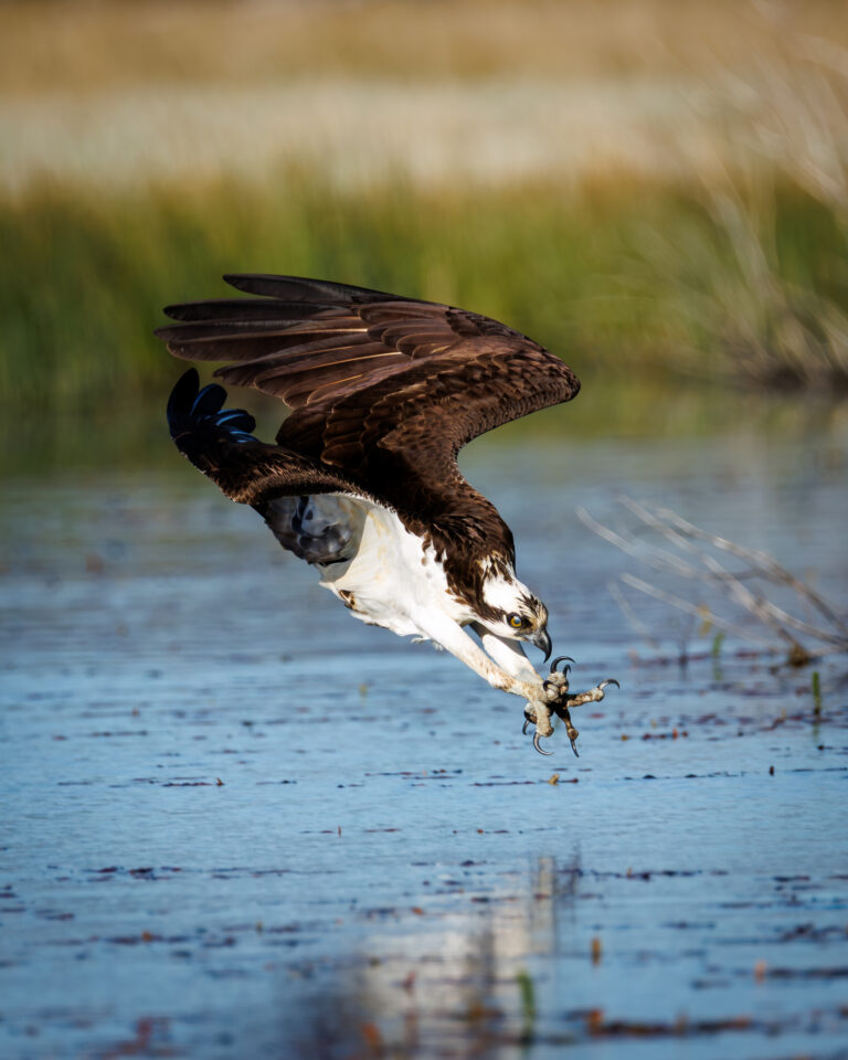 Osprey hunting Credit: Heather Gaburo