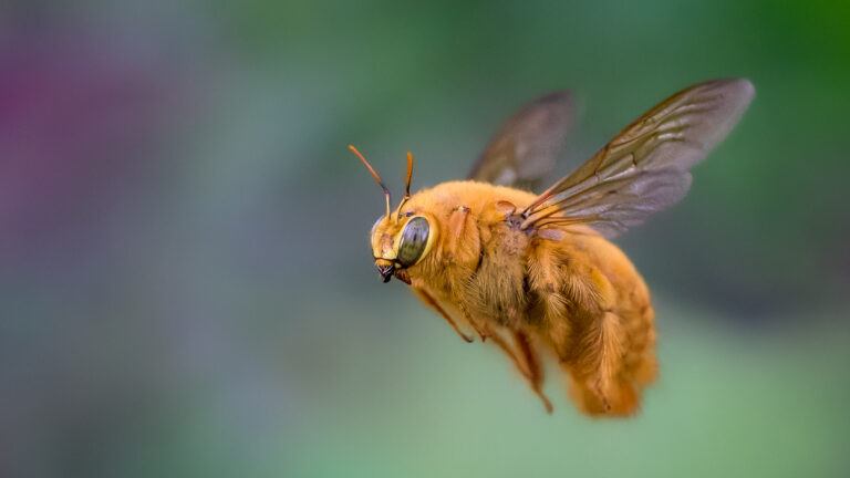 Male Valley Carpenter Bee in Flight Credit:  Neely Dunlap