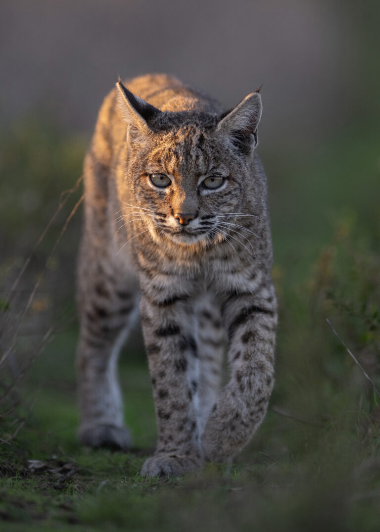 Mother bobcat on the prowl Credit: Randy Finley